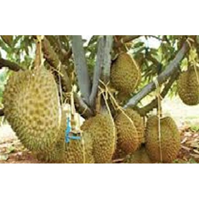 

Terlaris Bibit Durian Bawor Kualitas Super Buah Yang Manis Legit
