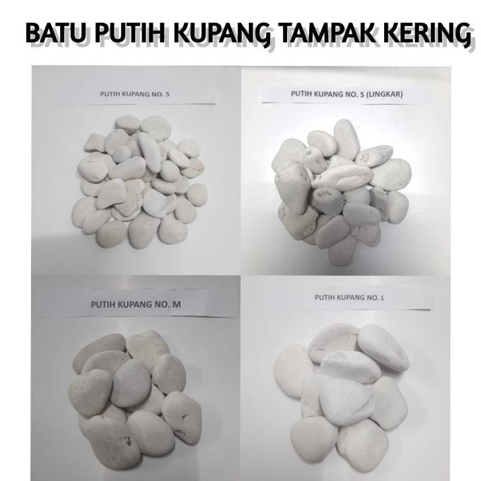

Terlaris Batu Koral Kupang Putih 20Kg Coral Hias Hiasan Dekorasi Taman Aquarium