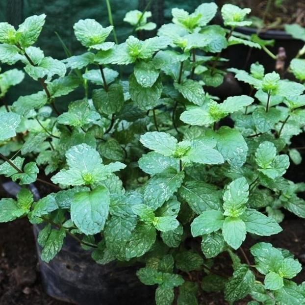 

Terlaris Bibit Daun Mint Banyak Manfaat#Bibi_Unggul_Amanah#Bibit_Unggul_Amanah