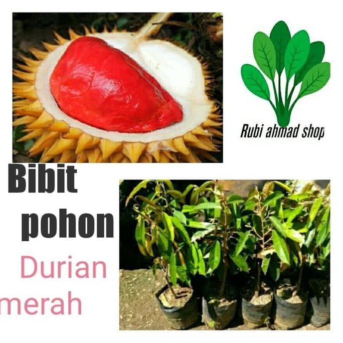 

Terlaris Bibit Durian Merah-Bibit Pohon Durian Merah