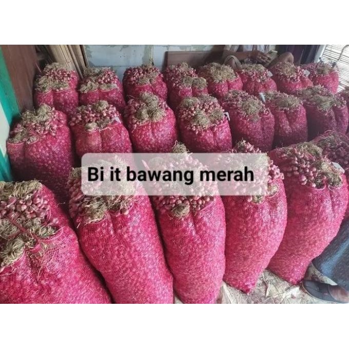 

Terlaris Terbaru 5 Kg Bibit Benih Bawang Merah Tinggal Tanam Kering Terlaris