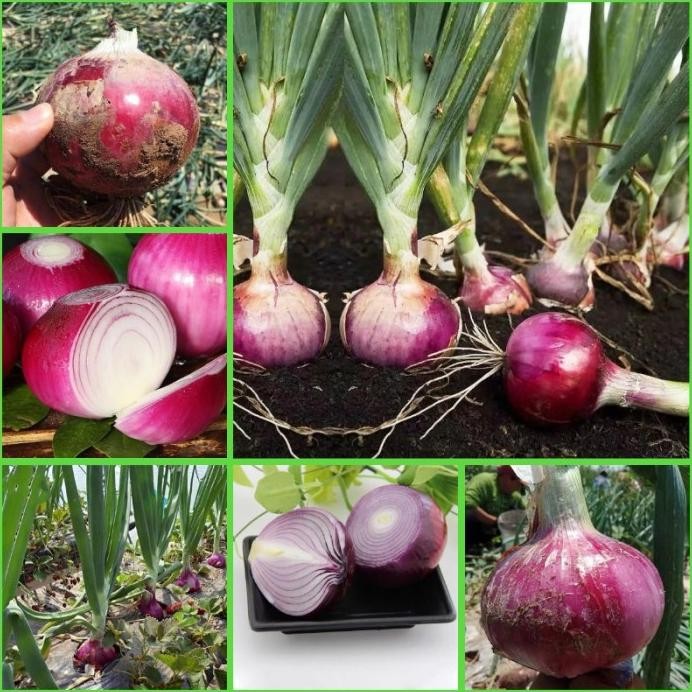 

Terlaris 50 Benih [Pasti Lebih Hemat Bagi Para Pemula]Bawang Merah Biji/Bibit Onion Seeds