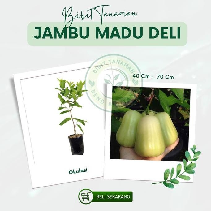 

Terlaris Bibit Tanaman Jambu Madu Delhi [40- 70Cm/1 Pcs]