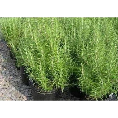 

Terlaris Yg4 Bibit / Tanaman Rosemary / Obat Herbal / Bumbu Masakkan