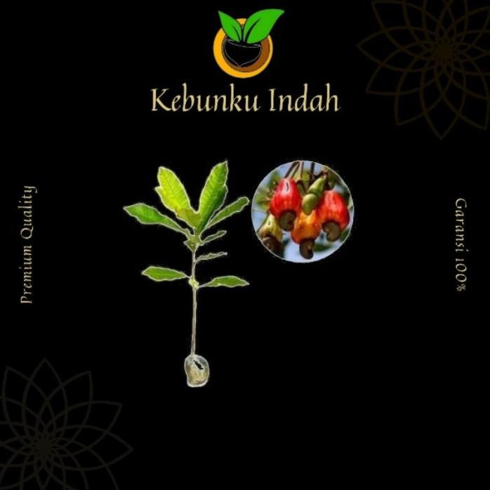 

Terlaris Bibit Jambu Monyet Mente Mete