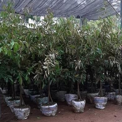

Terlaris Promo Bibit Durian Kaki 3 Tinggi 2 Meter - Pecking Kayu Full Media
