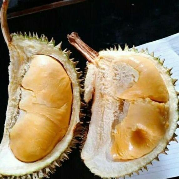 

Terlaris Bibit Pohon Buah Durian Super Tembaga Valid