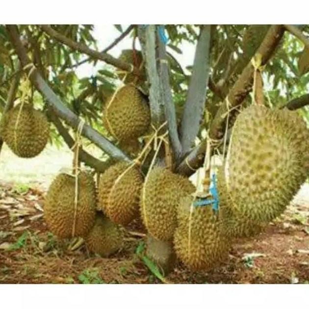 

Terlaris Bibit Durian Bawor
