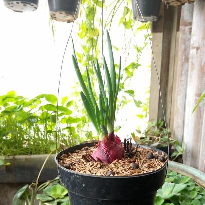 

Terlaris Benih Bibit Tanaman Bawang Merah