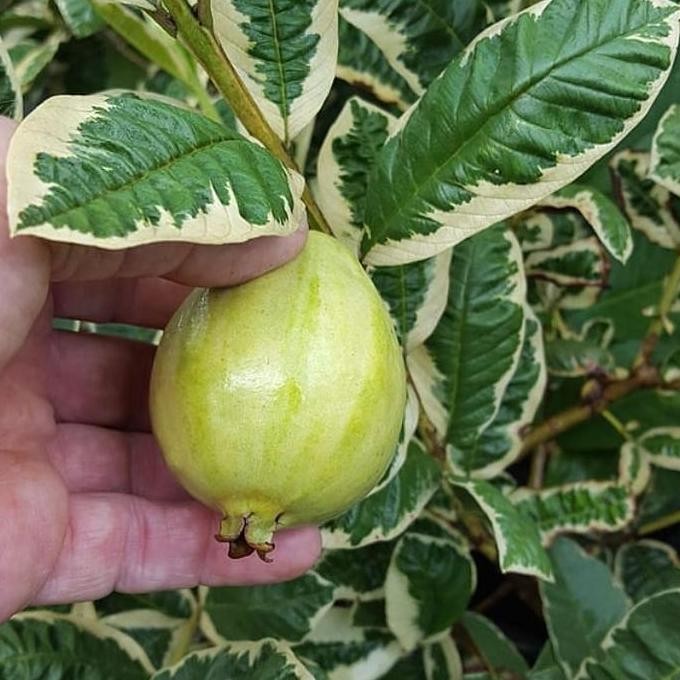 

Terlaris Bibit Tanaman Jambu Varigata Sekaligus Tanaman Hias - Unik Coraknya