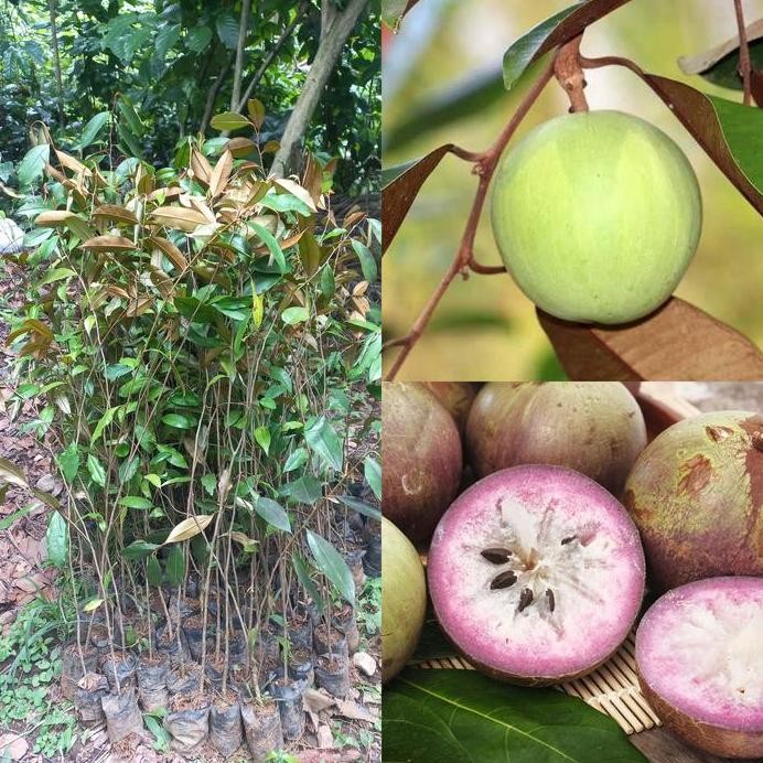 

Terlaris Bibit Sawo Duren - Sawo Durian - Pohon Kenitu - Tanaman Sawo Apel