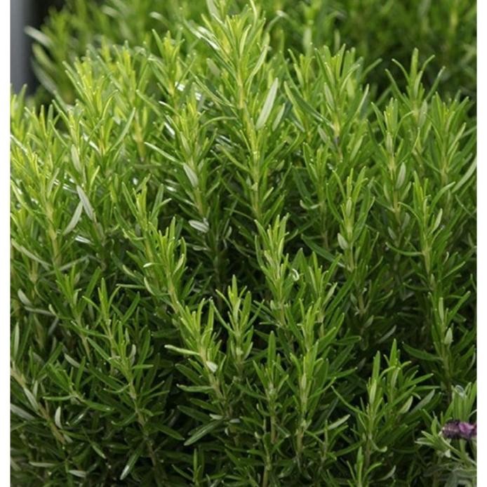 

Terlaris Bibit Rosemary Herbal Ptkvlf 1088Oi