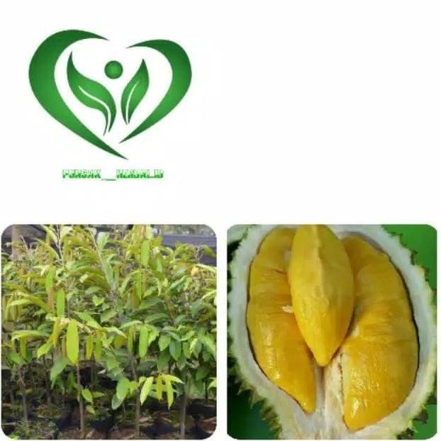 

Terlaris Bibit Tanaman Durian Musangking Kaki 3 Pohon Durian
