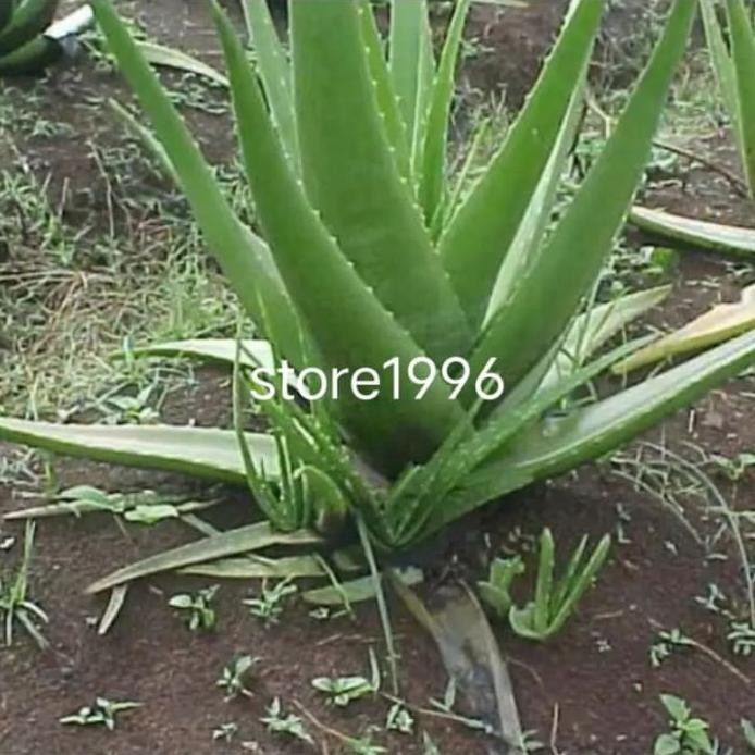 

Terlaris Bibit Lidah Buaya Jumbo Per 1 Bibit Putplu 3701Cl