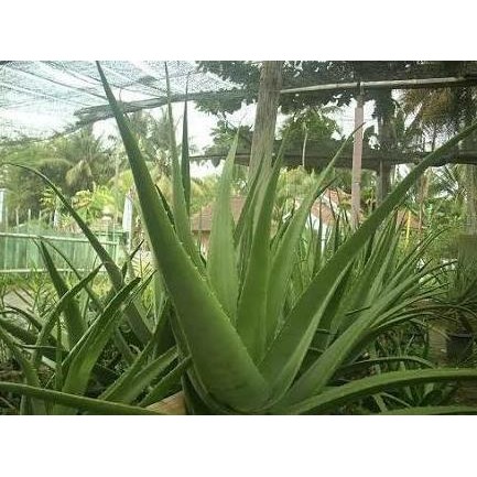 

Terlaris Best Bibit Tanaman Pohon Lidah Buaya Jumbo