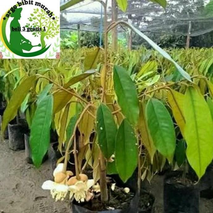 

Terlaris Bibit Tanaman Buah Durian Mimang