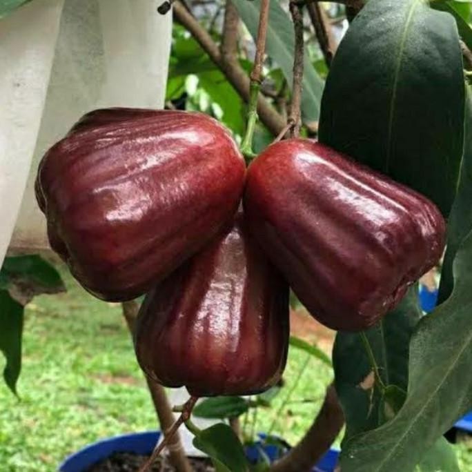 

Terlaris Bibit Jambu Air Black Kingkong