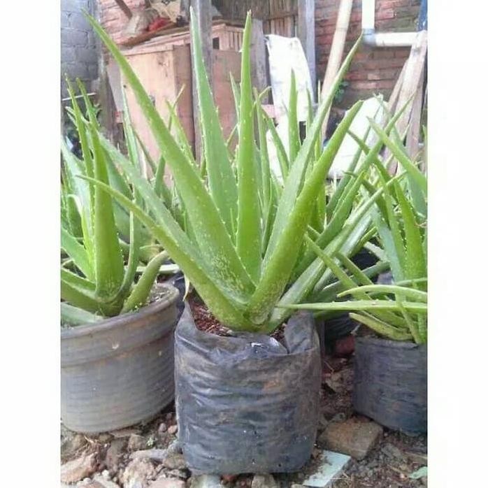 

Terlaris Rd Bibit Tanaman Herbal Lidah Buaya -Pohon Aloevera - Tanaman Hias Lidah Buaya - Tanaman Lidah Buaya