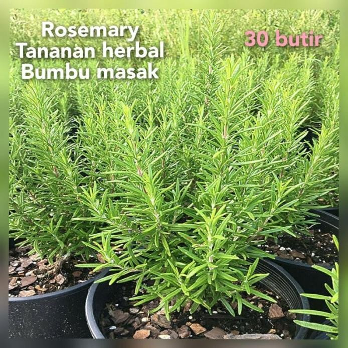 

Terlaris Benih Bibit Rosemary 30 Butir Siap Semai