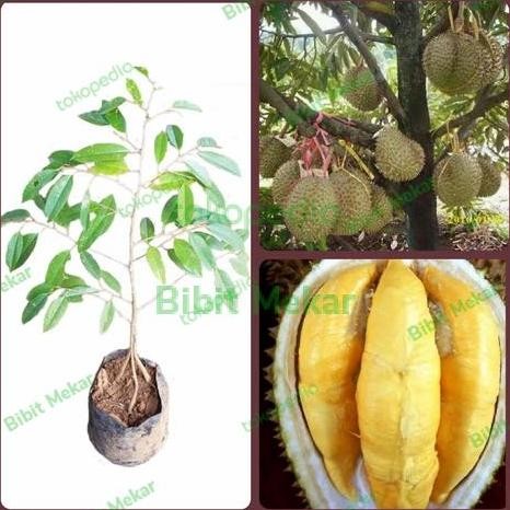 

Terlaris Bibit Durian Musang King Kaki 3 Super Asli Import