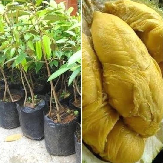 

Terlaris Bibit Buah Durian Montong Kaki 3