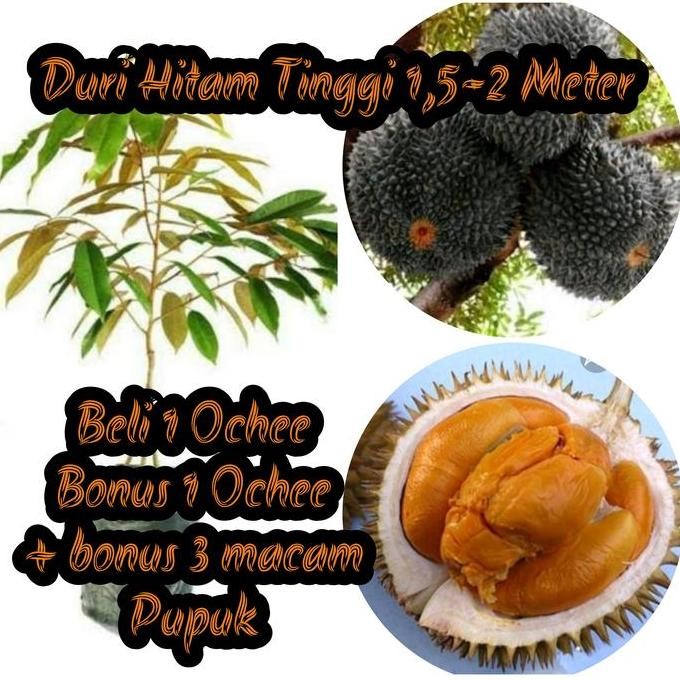 

Terlaris Bibit Durian Duri Hitam Okulasi Kaki Tunggal Tinggi 1,5 - 2 Meter