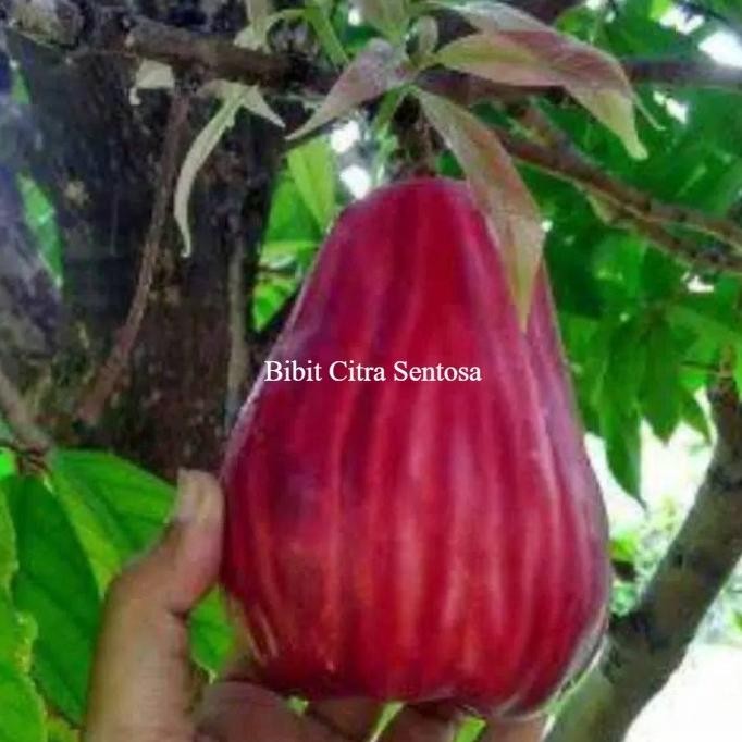 

Terlaris Bibit Buah Jambu Jamaika Siap Tanam Kualitas Unggul