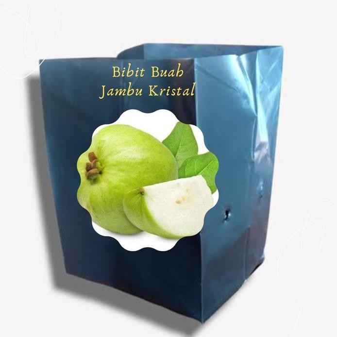

Terlaris Polybag Hitam Untuk Bibit Jambu Kristal