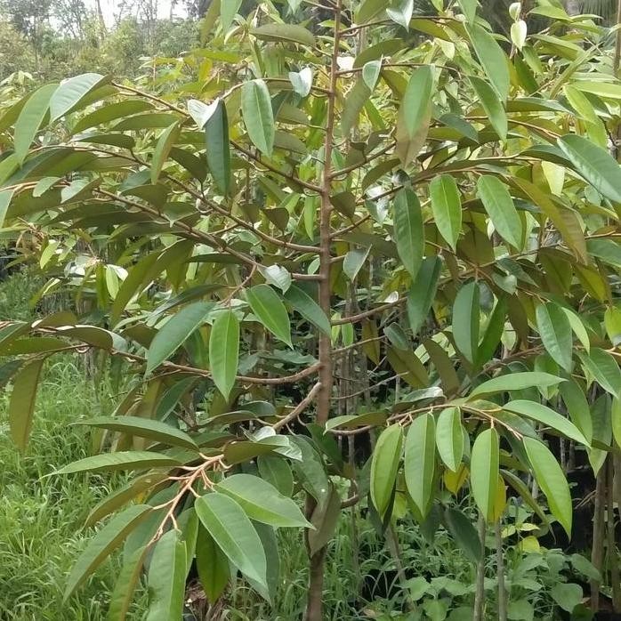 

Terlaris Bibit Unggul Durian Musangking,Bawor,Duri Hitam Kaki 3