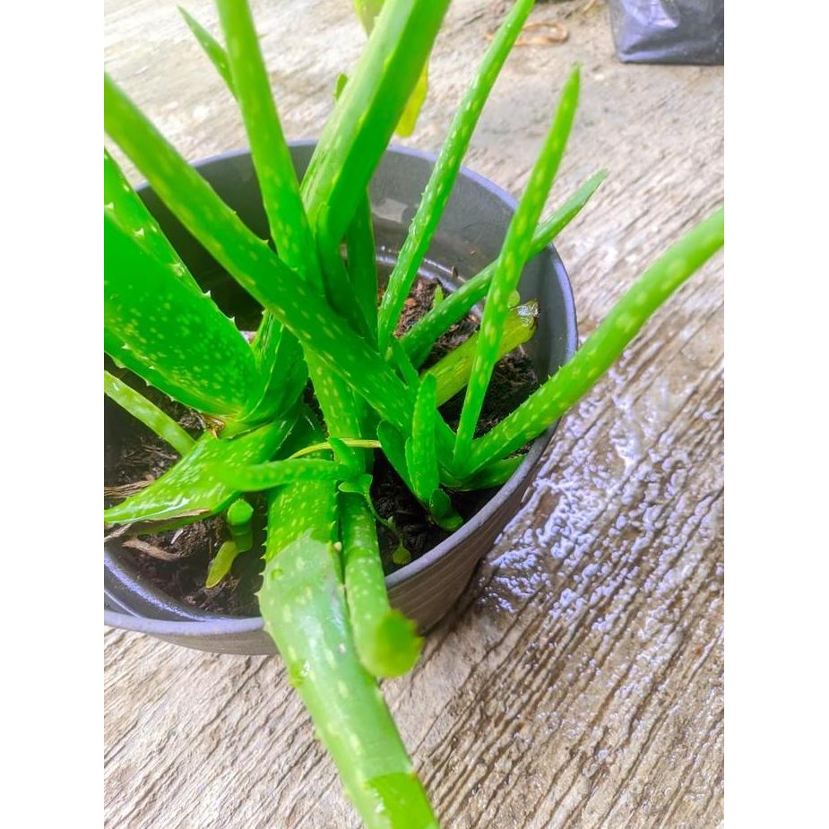 

Terlaris Bibit Tanaman Lidah Buaya Daun Lidah Buaya Aloe Vera