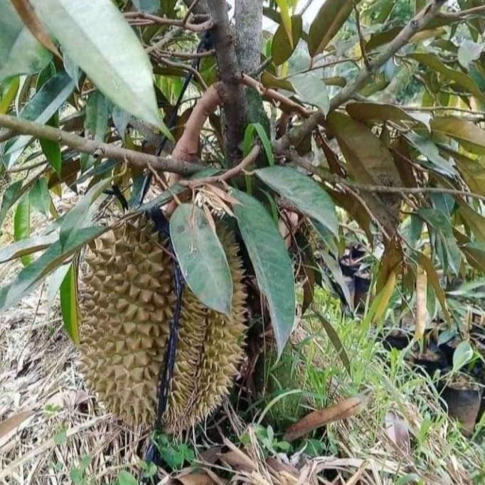 

Terlaris Bibit Durian Musangking Kaki 3 Jumbo Berkualitas