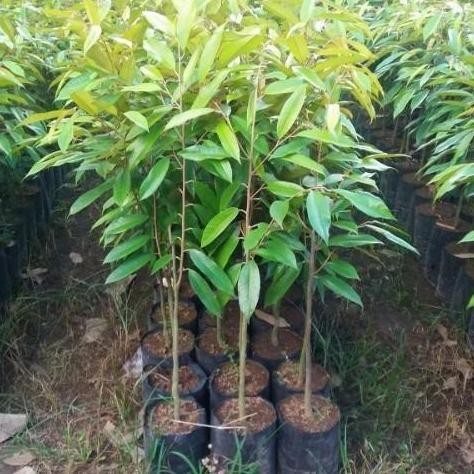 

Terlaris 10Pcs Bibit Durian Musangking Bibit Durian Kaki 1 Super Berkualitas Bibit Durian Sedang