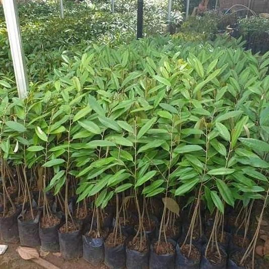 

Terlaris Bibit Durian Duri Hitam/Oche Okulasi(Pengiriman Full Media)