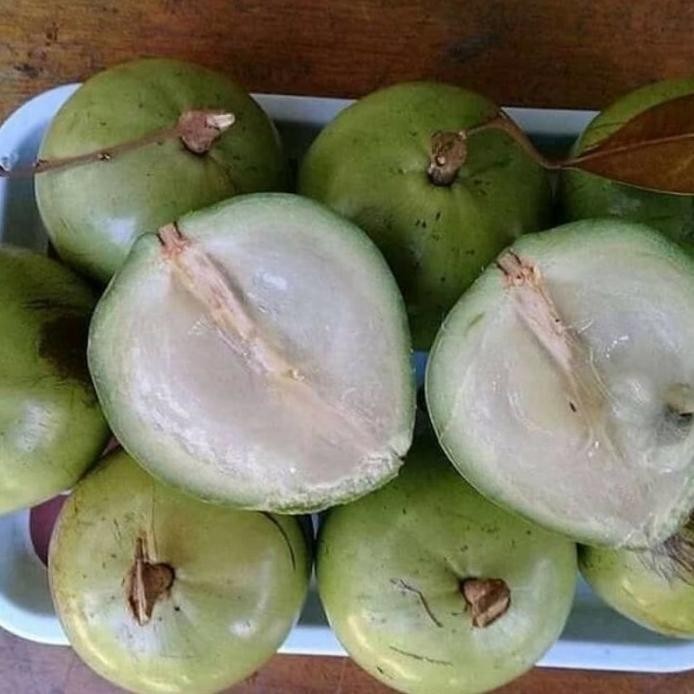 

Terlaris Bibit Buah Kenitu // Sawo Durian Berkwalitas Wupdwi 1594Ht