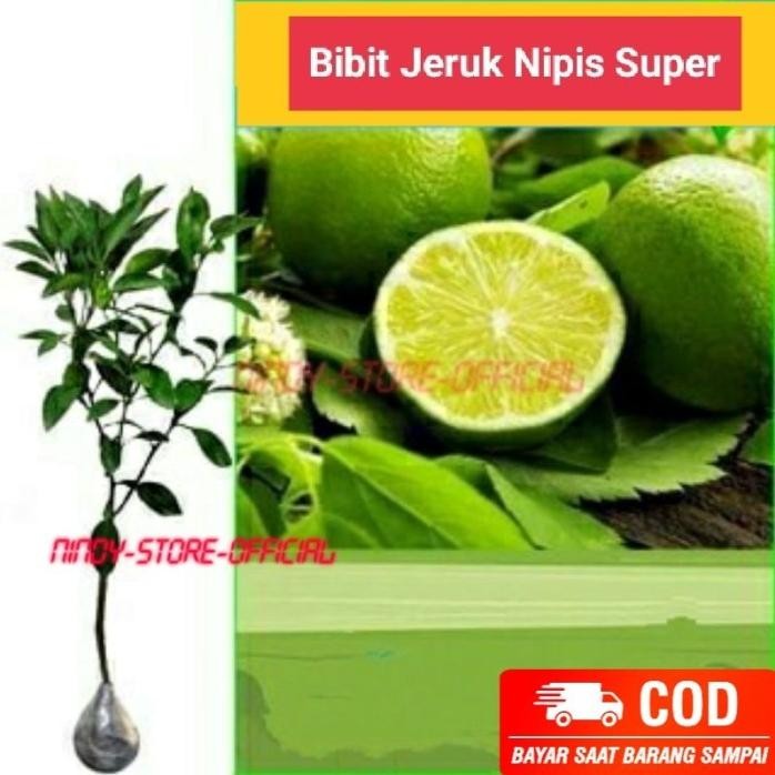 

Terlaris Terlaris Sudah Berbuah Bibit Tanaman Buah Jeruk Nipis Super Okulasi