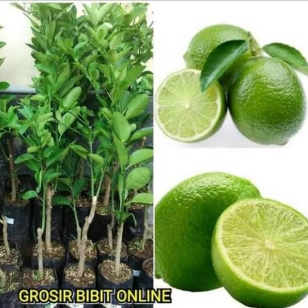 

Terlaris Bibit Jeruk Nipis Jumbo Kualitas Spesial