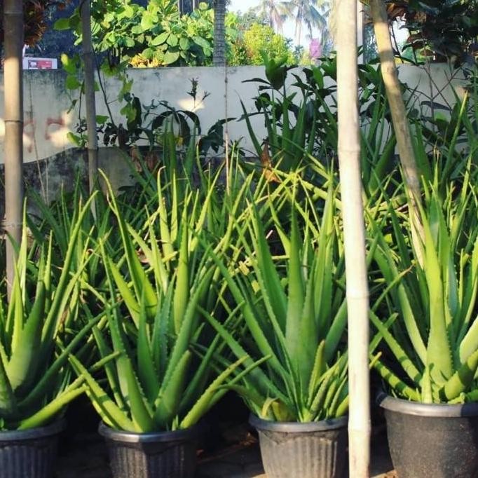 

Terlaris Tanaman Hias Bibit Lidah Buaya Pontianak Jumbo Konsumsi
