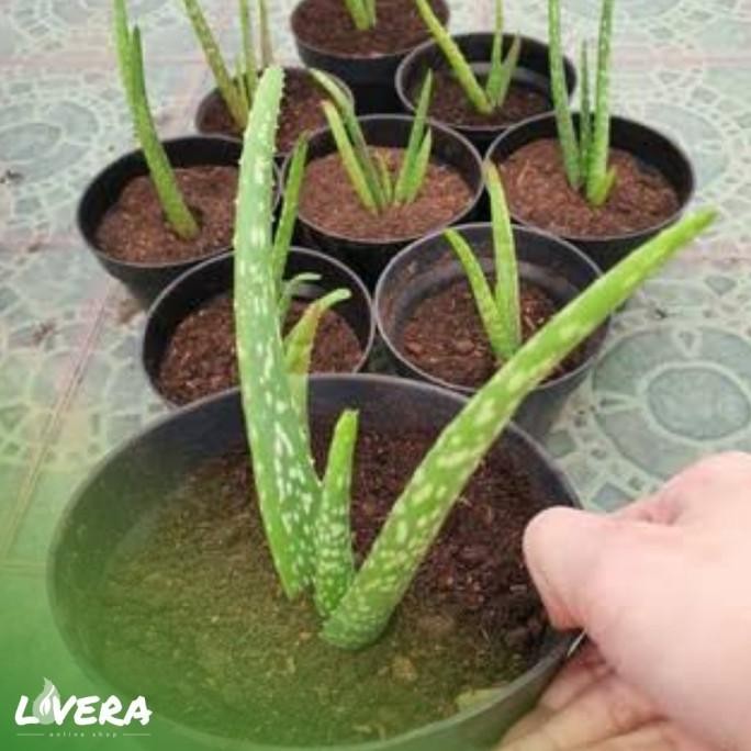 

Terlaris Hjk Bibit Tanaman Pohon Lidah Buaya Jumbo