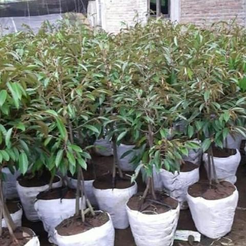 

Terlaris Bibit Durian Duri Hitam Kaki 3 Tinggi 1 Meter - Durian Oche Premium