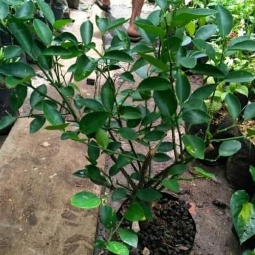 

Terlaris Pohon Jeruk Nipis-Bibit Pohon Jeruk Nipis