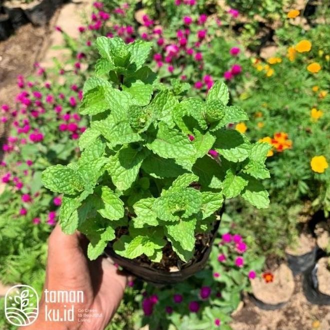 

Terlaris Tanaman Daun Mint Spearmint Bibit Daun Mint