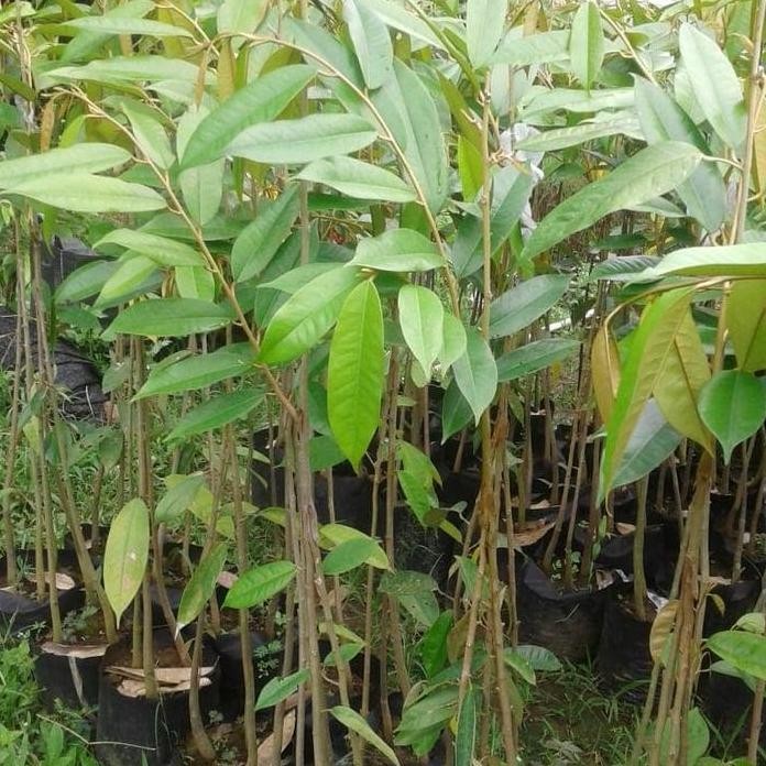 

Terlaris Bibit Buah Durian Musngking,Bawor,Duri Hitam Kaki 3