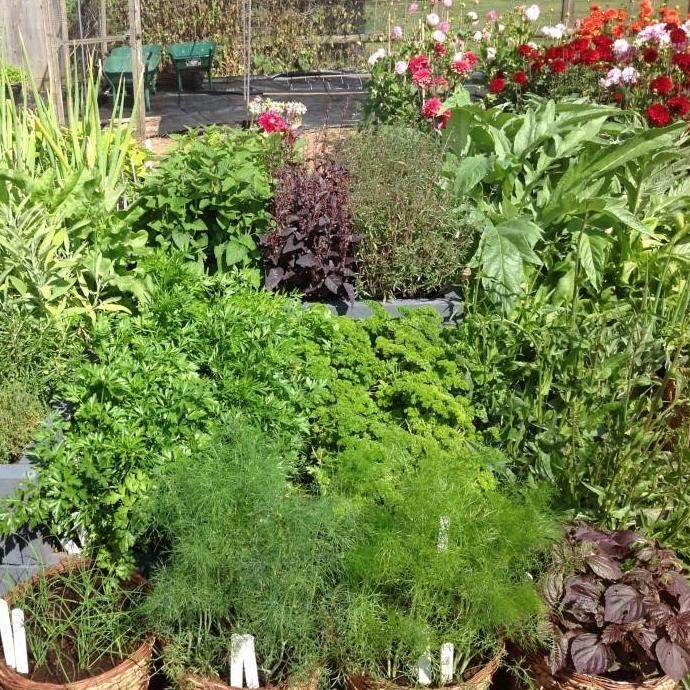 

Terlaris Bibit Herbal Benih Tanaman Herb Daun Mint Peppermint Kale Parsley Dll