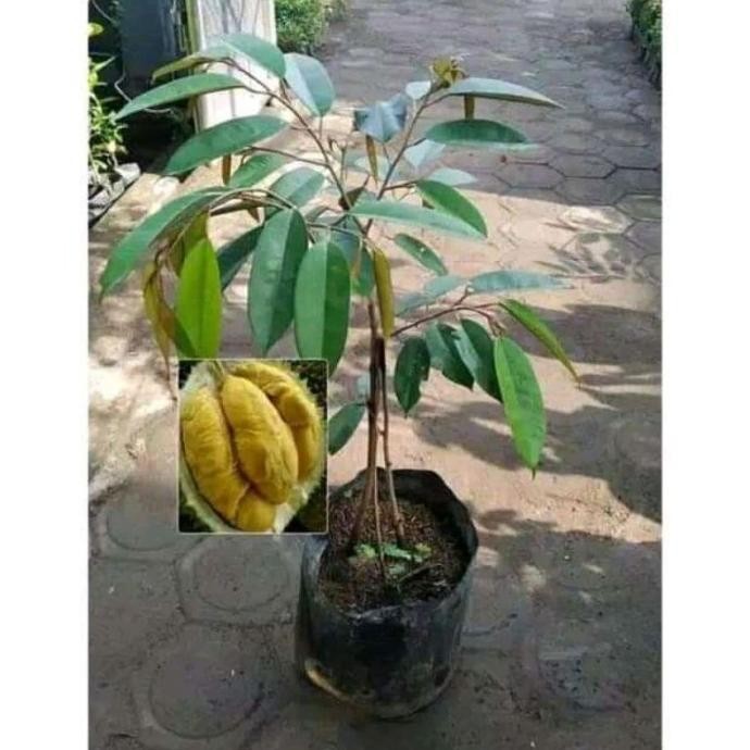 

Terlaris Bibit Durian Bawor Kaki 3 Hasil Okulasi Bisa Berbuah Didalam Pot