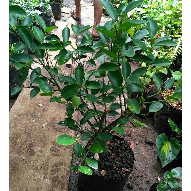 

Terlaris Bibit Pohon Jeruk Nipis Sudah Berbunga
