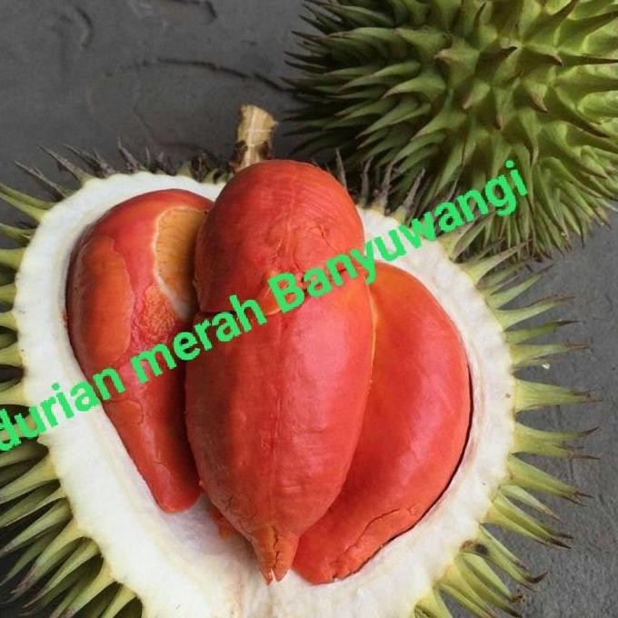 

Terlaris Bibit Tanaman Durian Merah Banyuwangi Pohon Durian Merah Okulasi