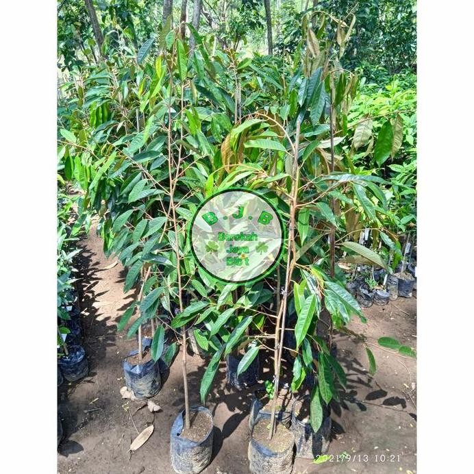 

Terlaris Bibit Durian Musangking Unggul Tinggi 1,5 Meter Up - Batang Besar