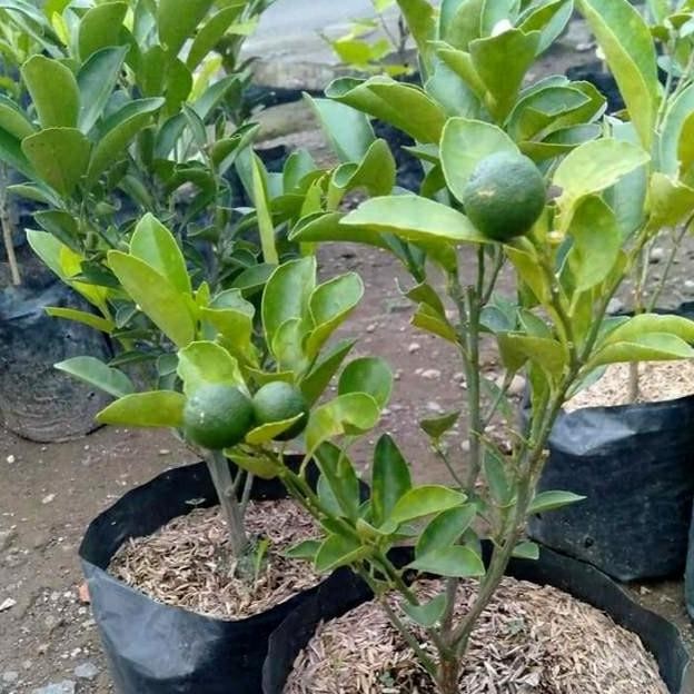 

Terlaris Bibit Jeruk Nipis Unggul