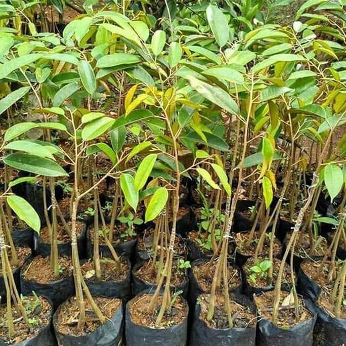 

Terlaris Bibit Tanaman Buah Durian Bawor Kaki 3 1Meter