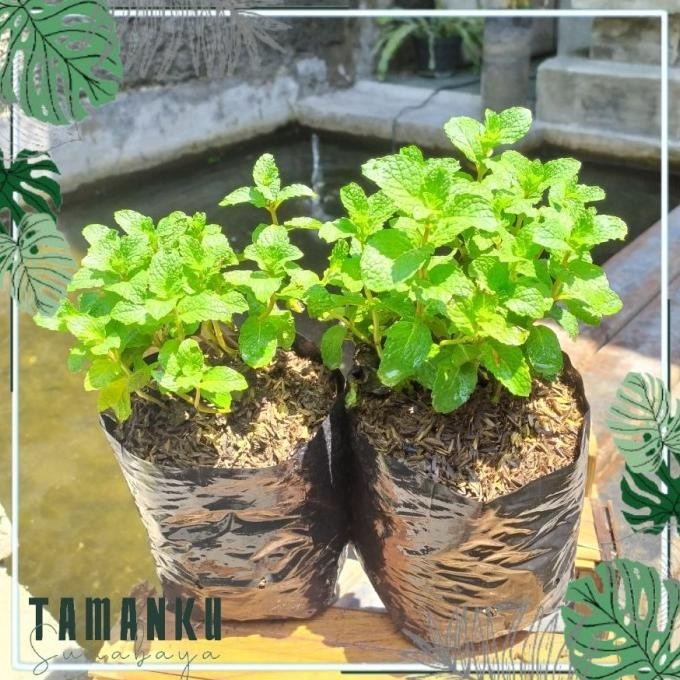 

Terlaris Tanaman Daun Mint Spearmint Bibit Daun Mint